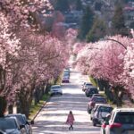 cherry blossom canada