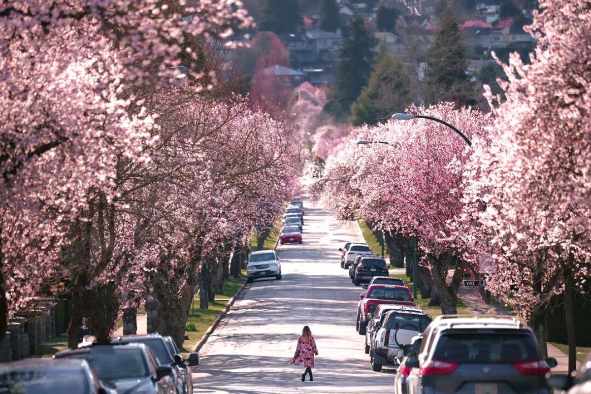 cherry blossom canada